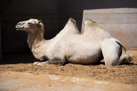Camel Stock Photos