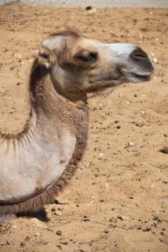 Camel Stock Photos