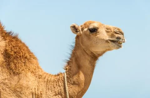 Camel Foto stock