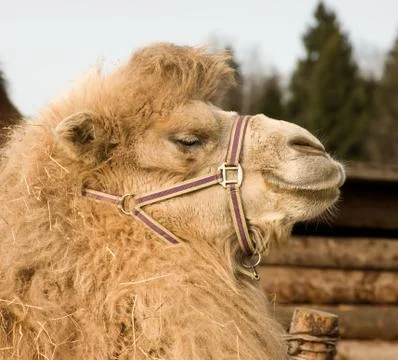 Camel. Stock Photos