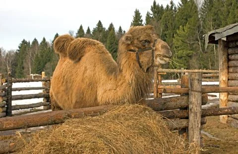 Camel. Stock Photos