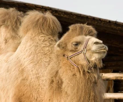 Camel. Stock Photos