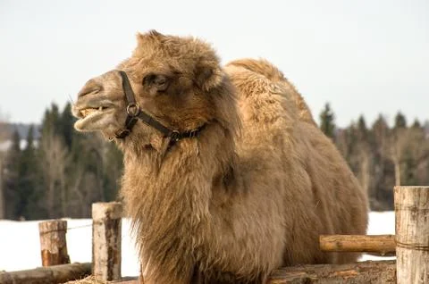 Camel. Stock Photos