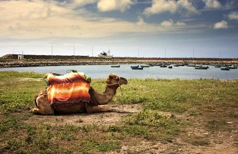 Camel Stock Photos