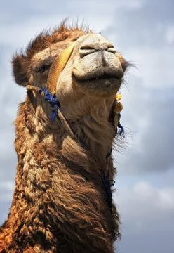 Camel Stock Photos
