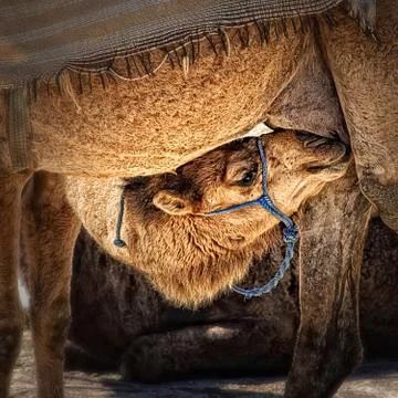 Camel Stock Photos