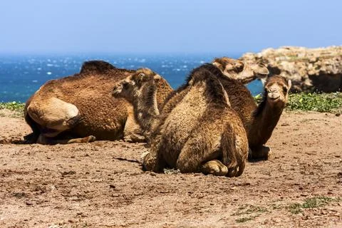 Camel Stock Photos