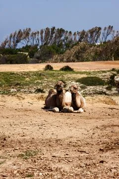 Camel Stock Photos