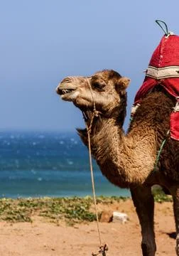 Camel Stock Photos