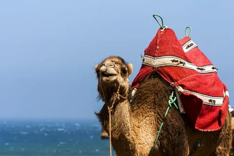 Camel Stock Photos