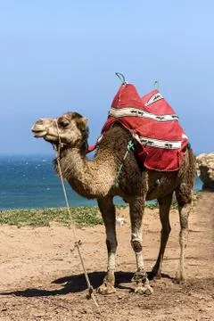 Camel Stock Photos
