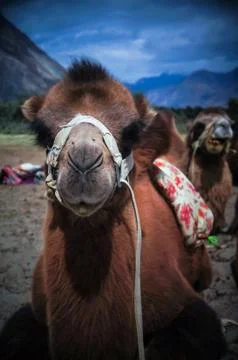 Camel Stock Photos