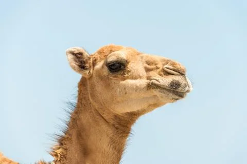 Camel Stock Photos