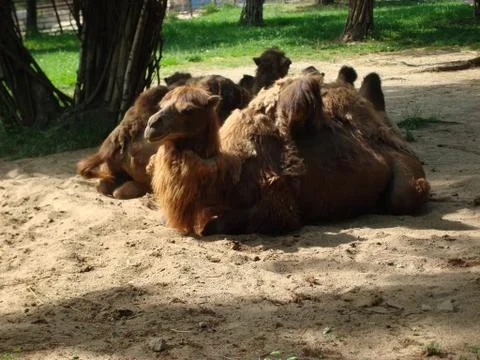 Camel Stock Photos
