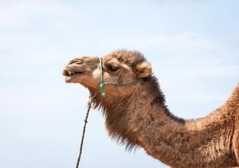 Camel Stock Photos