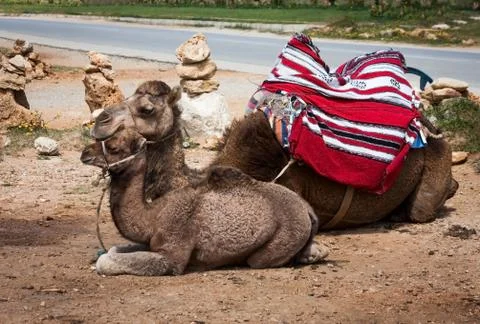 Camel Stock Photos