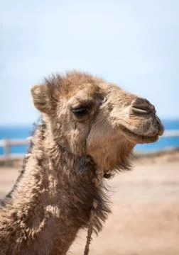 Camel Stock Photos