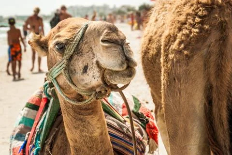 Camel Stock Photos