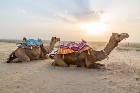 Camel Stock Photos