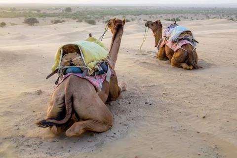 Camel Stock Photos