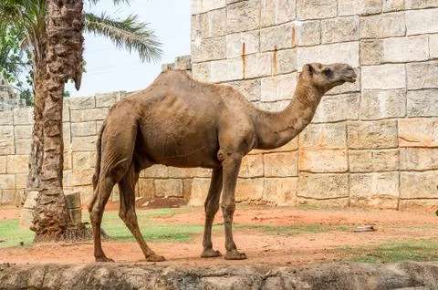 Camel Stock Photos