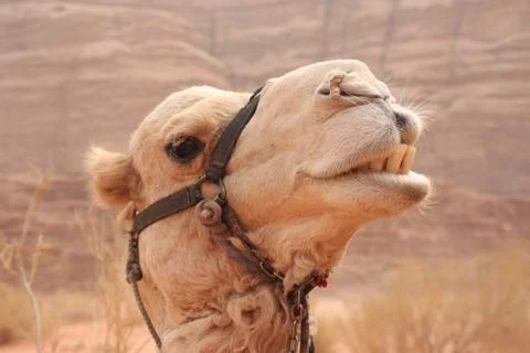 Camel Stock Photos