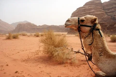 Camel Stock Photos