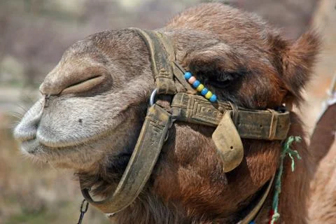 Camel Stock Photos
