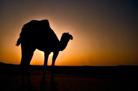 Camel Stock Photos