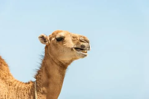 Camel Stock Photos