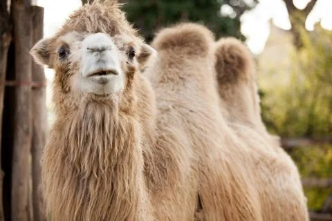 Camel Stock Photos
