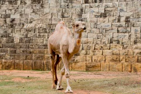 Camel Stock Photos