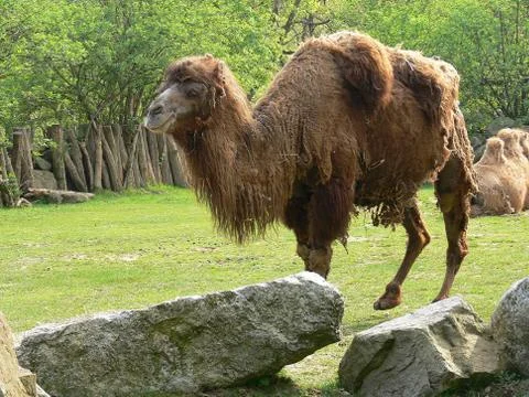Camel Foto stock