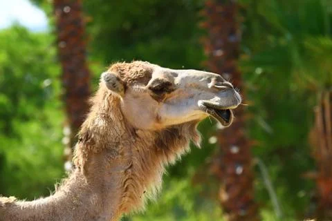 Camel Stock Photos