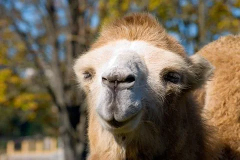 Camel Stock Photos