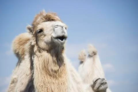 Camel Stock Photos