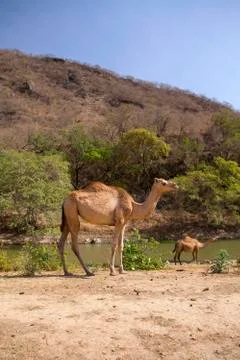 Camel Stock Photos
