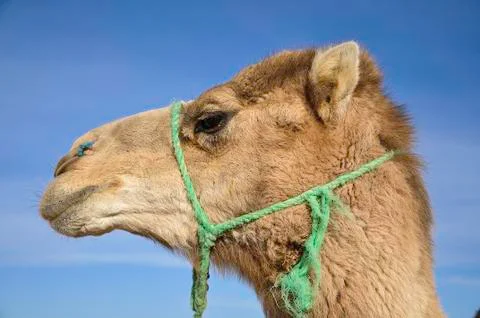 Camel Stock Photos