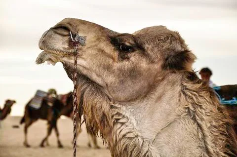 Camel Stock Photos