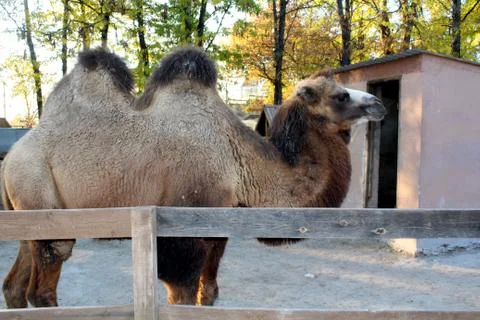 Camel Stock Photos