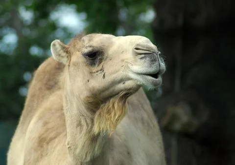 Camel Stock Photos