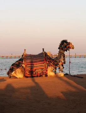 Camel Stock Photos