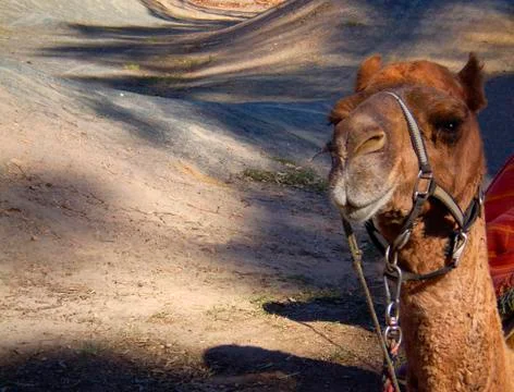 Camel Stock Photos