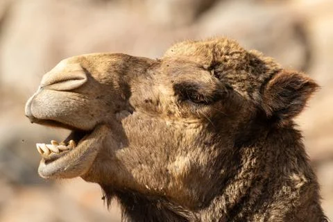 Camel Stock Photos