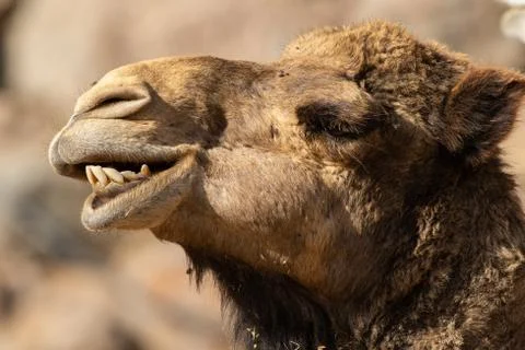 Camel Stock Photos
