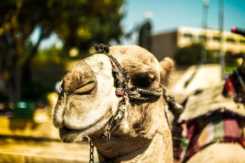 Camel Stock Photos