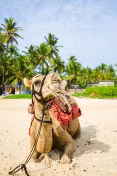 Camel Stock Photos
