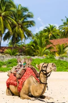 Camel Stock Photos