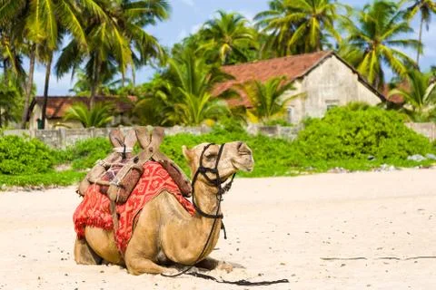Camel Foto stock