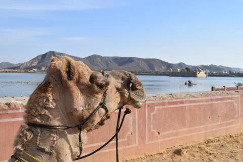 Camel Stock Photos